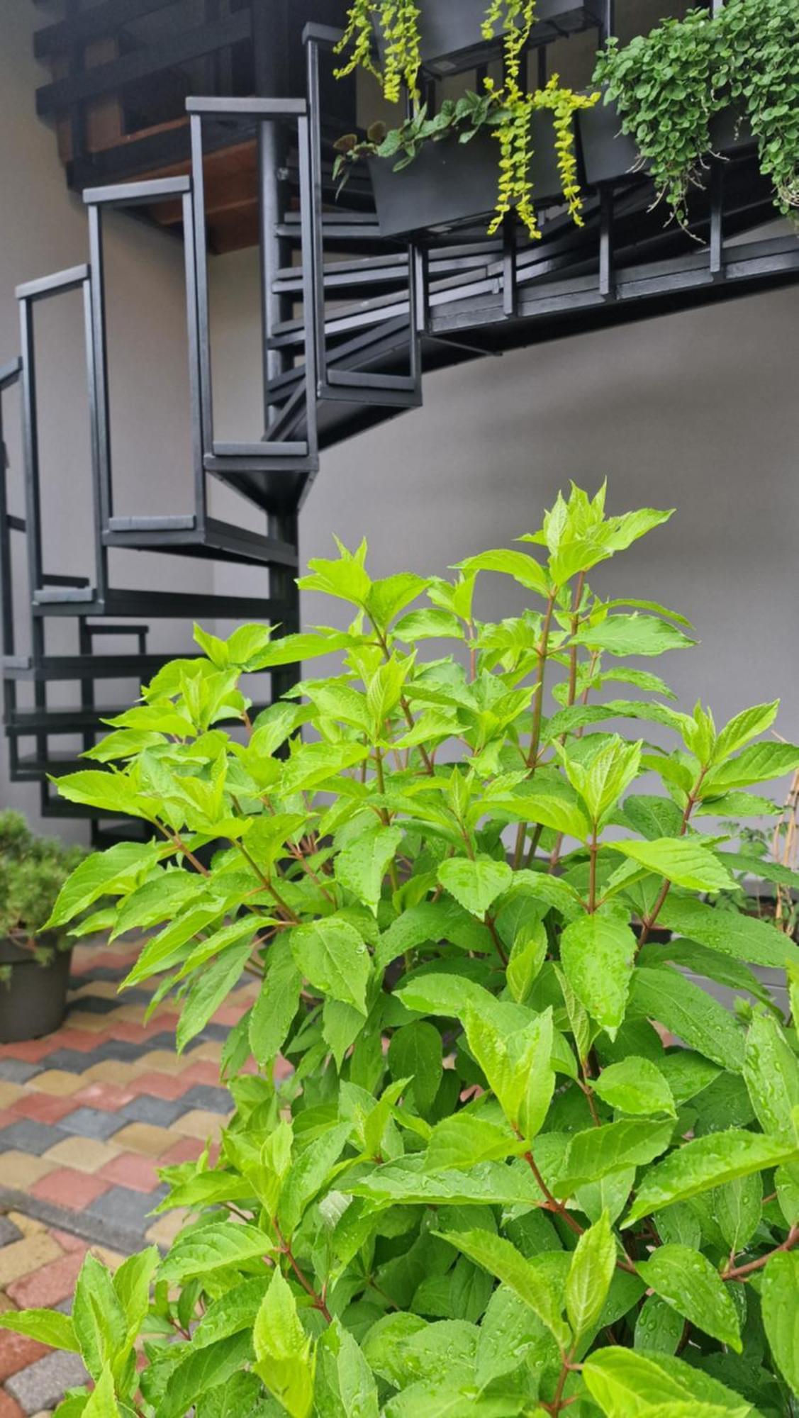 Rasos Vila Palanga Phòng bức ảnh